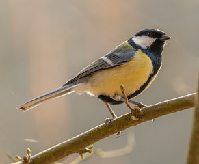The great tit (Parus major) bird standing on a branch