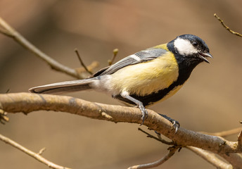 Obraz na płótnie Canvas The great tit (Parus major) bird singing on a branch