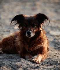 mischlingshund braun schwarz