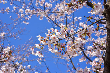 青空と桜