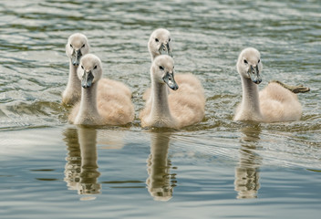 Fototapeta premium five young swan chicks swimming in the water