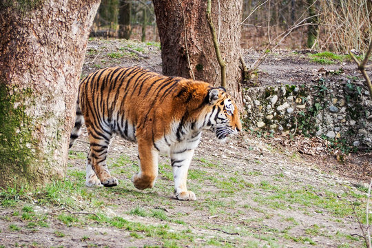 Tiger, Raubkatze , Zooo