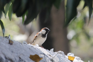 Sparrow in a morning sunshine