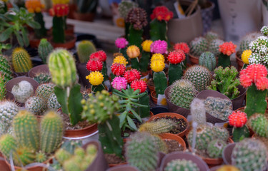 different cactus pots and succulent pots for sale on market