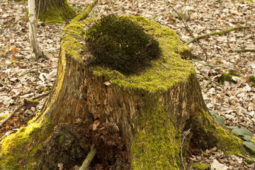 A forest trunk covered with moss on each side and with lichen at the top. In the background you can see last year's leaves.