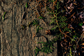 Background from the texture of the old floor from a brown oak plank with natural debris lying on it from green needles and cones of a thuja tree