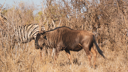 wildbeast and zebra
