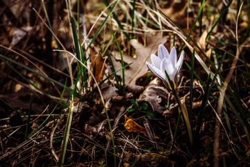 White-purple crocuses in the fallen leaves. Every year, primroses come out of the earth early. The...