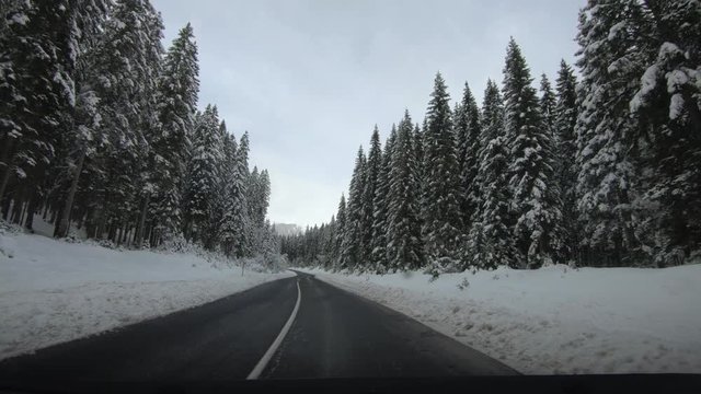 Point of view POV driving on countryside road between spruce forest trees. Idyll landscape in winter season in Pokljuka plateau, Slovenia