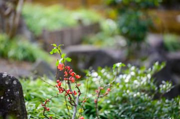 庭園に咲くボケの花