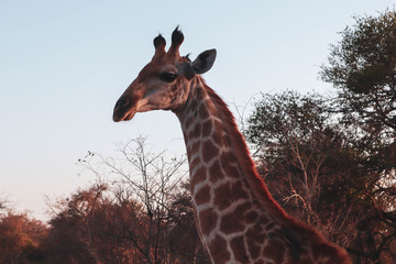 giraffe in Kruger national park South Africa 
