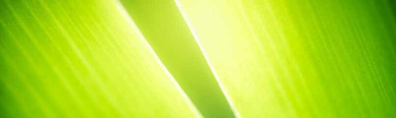 Amazing nature view of green leaf on blurred greenery background in garden and sunlight with copy space using as background natural green plants landscape, ecology, fresh wallpaper concept.