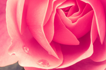 Märchenhafte Rosen