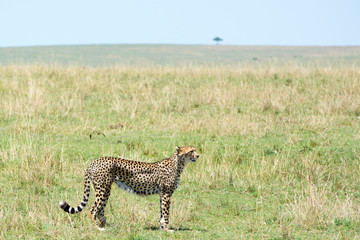 Wild African Cheetah in Masai Mara National Park in Kenya