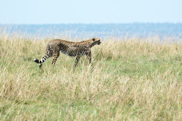 Wild African Cheetah in Masai Mara National Park in Kenya