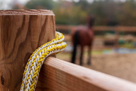 Brown horse (Bay) on a paddock as a blurred background. Synthetic rope hanging on a fence post in foreground. Concept of horse training, horseback riding, equestrian sport. Close-up shot