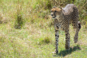 Wild African Cheetah in Masai Mara National Park in Kenya