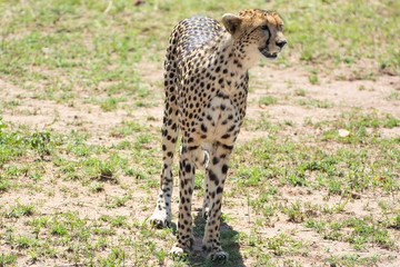 Wild African Cheetah in Masai Mara National Park in Kenya