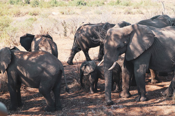 Obraz premium elephants in south africa