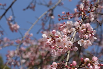 Weeping Cherry blossom in spring, Japan