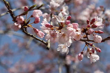 Weeping Cherry blossom in spring, Japan