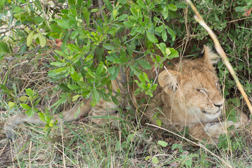 Wild Lion Cub in Masai Mara National Park in Kenya, Africa