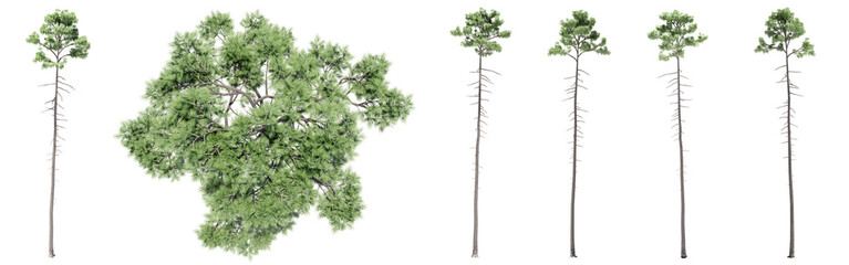 Set or collection of green pine trees isolated on white background. Concept or conceptual 3d illustration for nature, ecology and conservation, strength and endurance, force and life