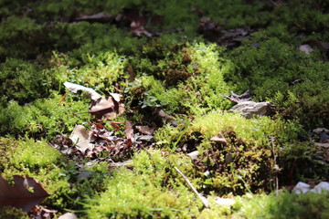 Moss in shiny sun in the afternoon
