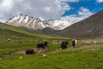Black yaks in pasture in summer season, Leh Ladakh, north India © skazzjy