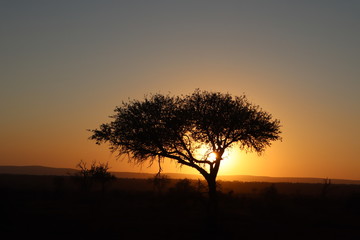 Naklejka na ściany i meble Beautiful sunrise in Kruger national park South Africa