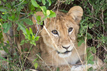 Obraz na płótnie Canvas Wild Lion Cub in Masai Mara National Park in Kenya, Africa