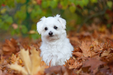 Portrait of nice young maltese dog in autumn park