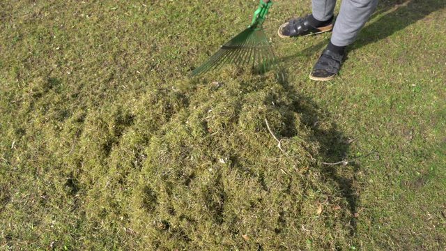 Raking moss in the garden after lawn aerating