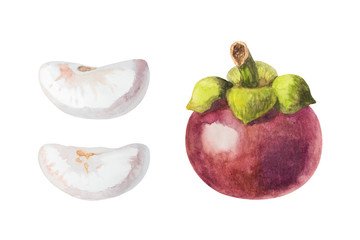 Watercolor painting tropical fruit mangosteen whole and pieces isolated on white background