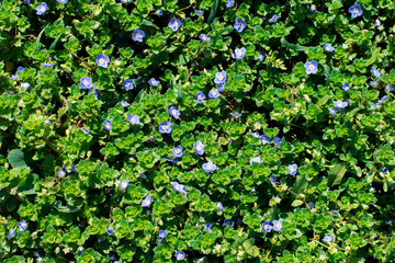 Floral grassy background. Green spring background with small blue flowers. Top view. Spring time.