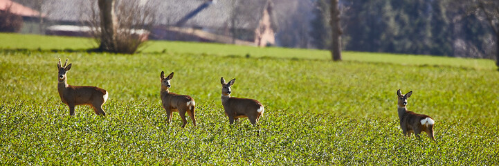 rehe frühjahr © Achim Banck