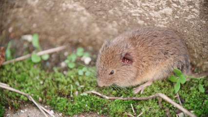 Cornered alive rat on grass close-up