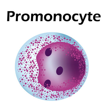 The structure of the monocyte. Monocytes blood cell. macrophage. White blood cell immunity. Leukocyte. Infographics. Vector illustration on isolated background.