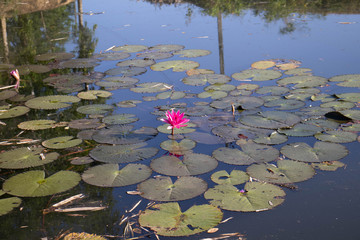 water lily