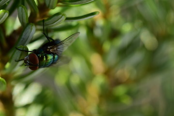 Fliege ganz Groß - Bokeh Hintergrund 