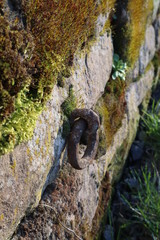 Verrosteter Metallring an bemooster Mauer