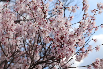 咲き始めの桜の花　ソメイヨシノ