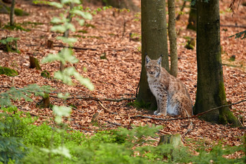 Eurasian lynx,  male in spring forest, sitting on the ground covered with orange leaves. Lynx hidden in its environment. Protected animal. Europe, mountains biotope.