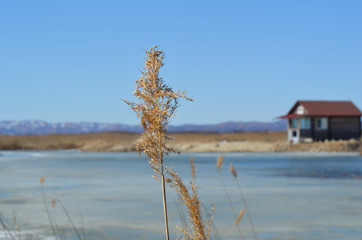 landscape of the countryside a lone dry grass in the background a house