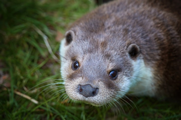 Portrait of European Otter, Lutra lutra . Direct view, green background.    Spring in Europe, flooded forest biotope.