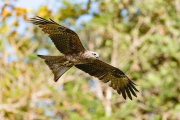 Black Kite and Brahminy Kite