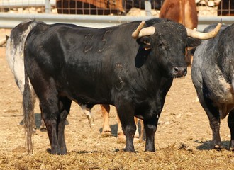 Bull in spain in the green field