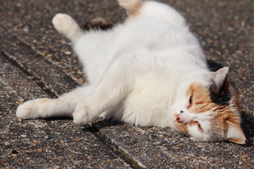 猫のお散歩　寝転がり