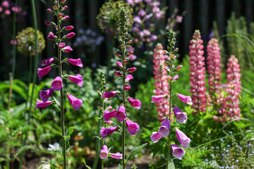 Obraz premium Beautiful pink floxgloves and lupines as well as other perennial flowers in the english cottage garden.