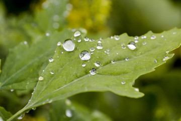 Raindrop on green grass. Twinkle like jewery.Green grass with water drops.Drops of water on the green grass after rain, macro